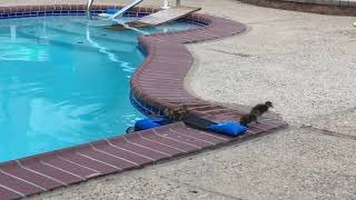 FrogLog Animal Saving Escape Ramp for Pool Link in description.